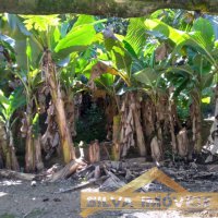 Propriedade Rural em Tr�s Barras